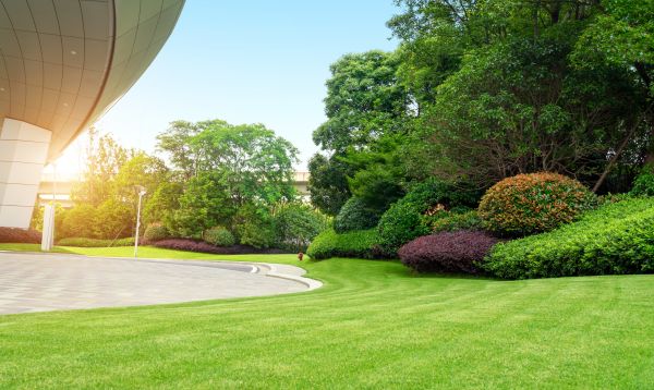 Cost of Commercial Shrub Trimming in Midland