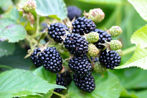 Cost of Blackberry Bush Removal in Midland