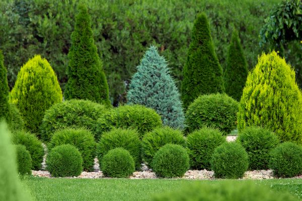 Cost of Bush Shaping Service in Midland