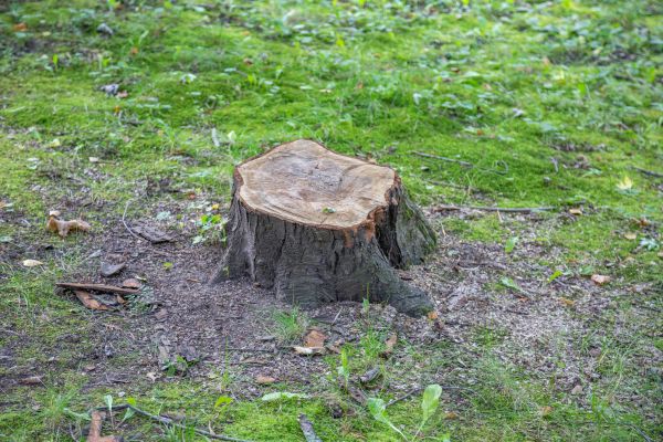 Cost of Bush Stump Removal in Midland