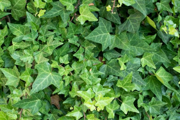 Cost of English Ivy Removal in Midland