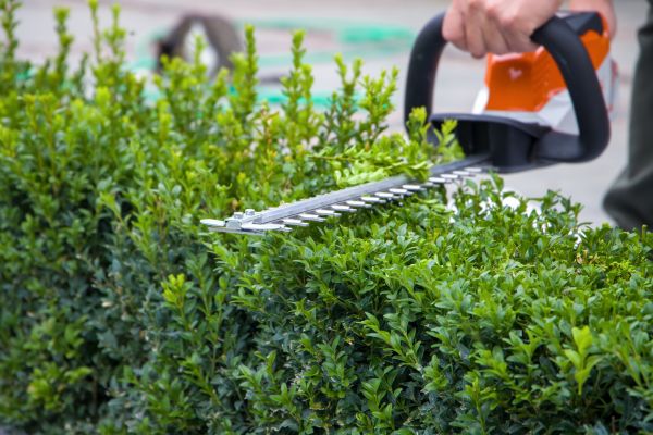 Cost of Hedge Pruning in Midland