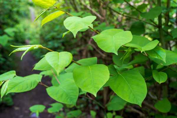 Cost of Invasive Plant Removal in Midland
