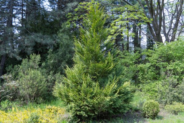 Cost of Juniper Pruning in Midland