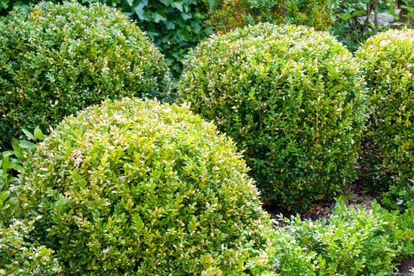 Cost of Landscape Trimming Service in Midland