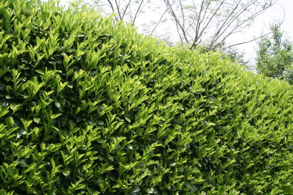 Cost of Laurel Removal in Midland