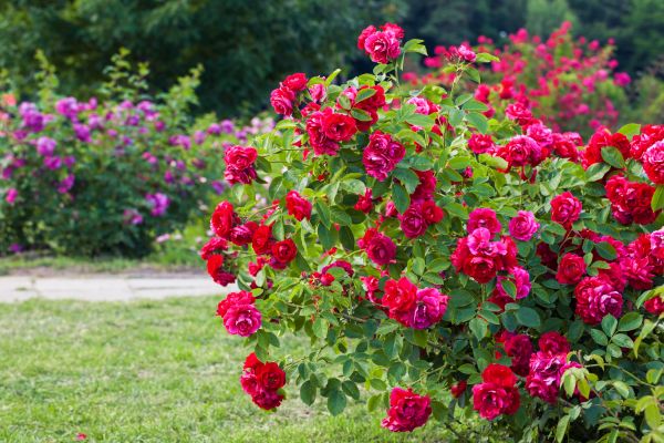 Cost of Rose Bush Pruning in Midland