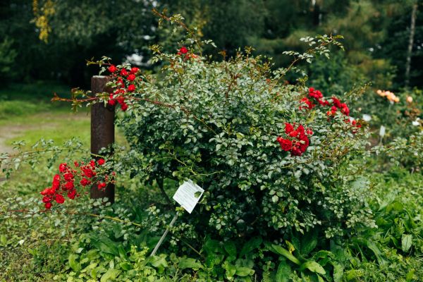 Cost of Rose Bush Removal in Midland