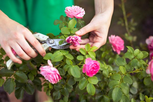 Cost of Rose Trimming in Midland
