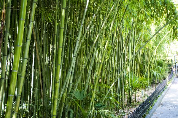 Cost of Bamboo Root Removal in Midland