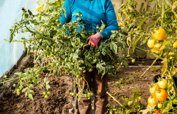 Cost of Garden Plant Removal in Midland