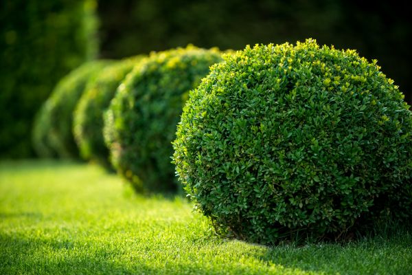 Cost of Bush Pruning in Midland