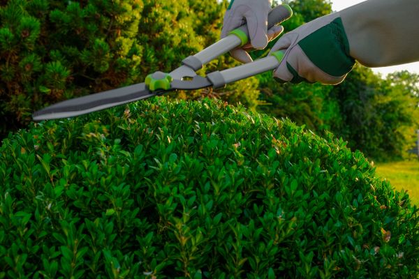 Cost of Topiary Shearing in Midland