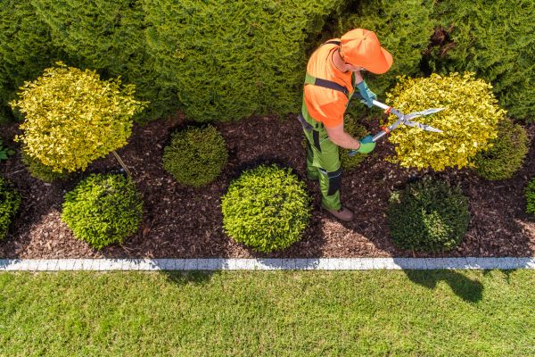 Cost of Topiary Trimming in Midland