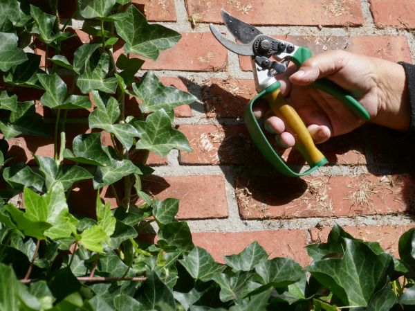 Cost of Ivy Removal Service in Midland