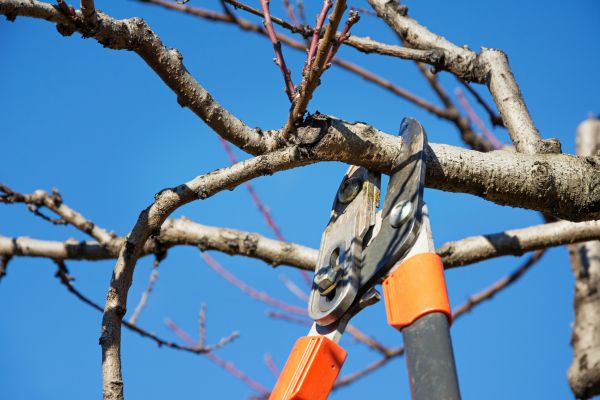 Cost of Selective Pruning in Midland