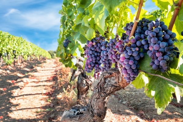 Cost of Grapevine Pruning in Midland