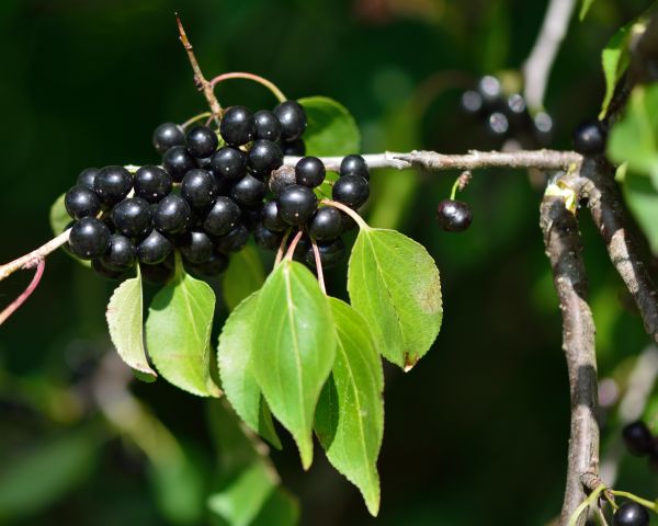 Cost of Buckthorn Removal in Midland