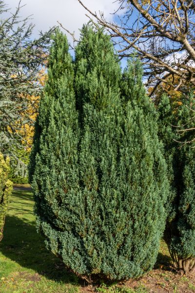 Cost of Juniper Trimming in Midland