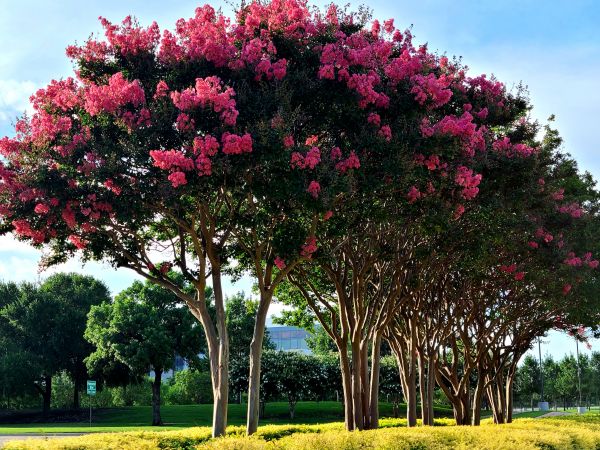 Cost of Crepe Myrtle Pruning in Midland