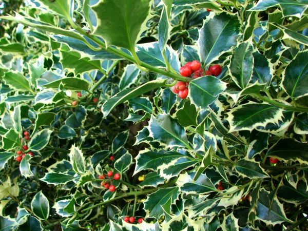 Cost of Holly Bushes Trimming in Midland