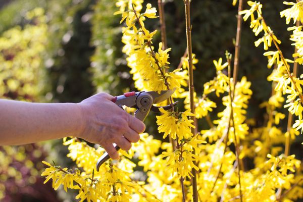 Cost of Forsythia Pruning in Midland