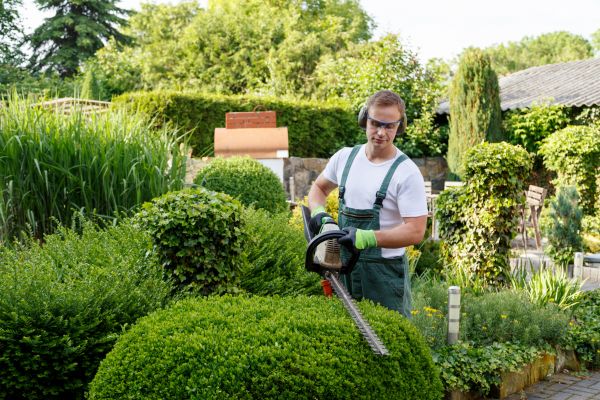 Cost of Shrubs Trimming in Midland