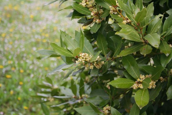 Cost of Laurel Trimming in Midland