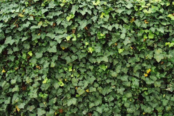 Cost of Ivy Pruning service in Midland