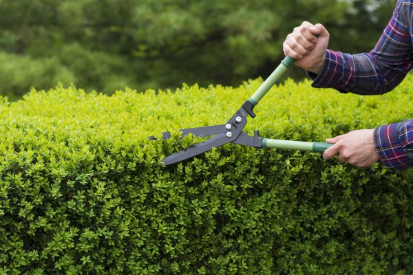 Cost of Evergreen Shrub Pruning in Midland
