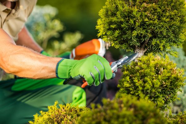 Cost of Landscape Pruning Service in Midland