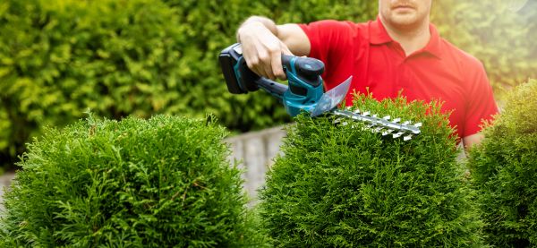 Cost of Hedge Shaping Service in Midland