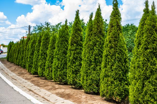 Cost of Arborvitae Shearing in Midland