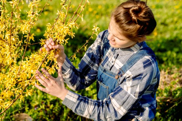Cost of Forsythia Trimming in Midland