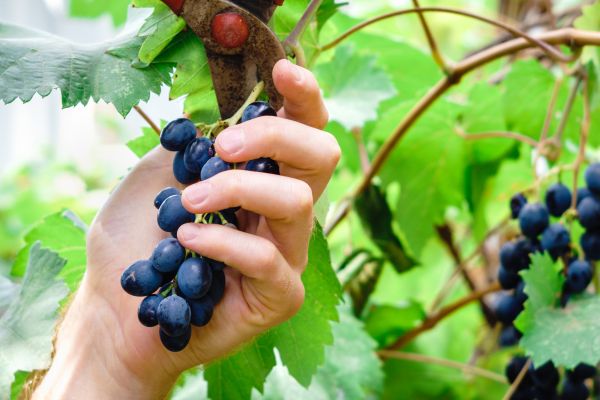 Cost of Vineyard Pruning in Midland