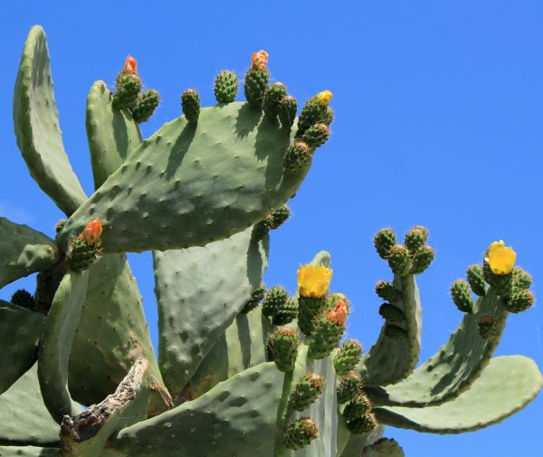Cost of Cactus Removal in Midland