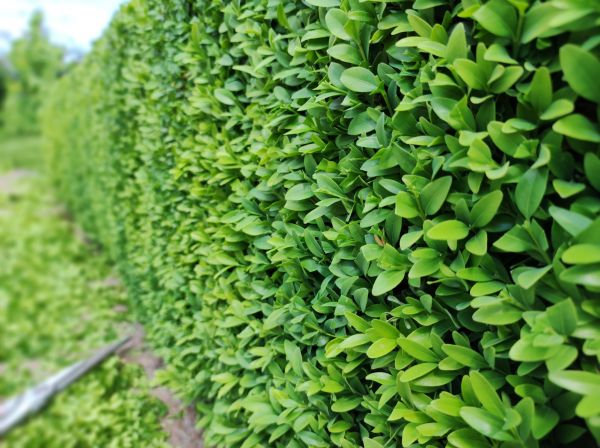 Cost of Boxwood Pruning in Midland
