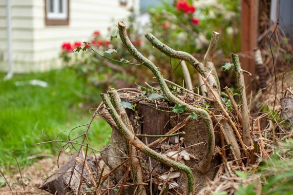 Overgrown Vegetation Removal