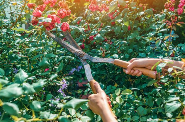 Cost of Knockout Roses Pruning in Midland