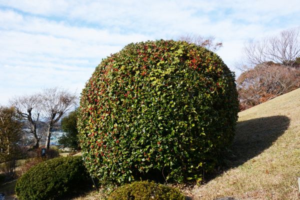 Cost of Holly Shrub Pruning in Midland