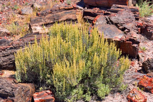Cost of Sagebrush Removal in Midland
