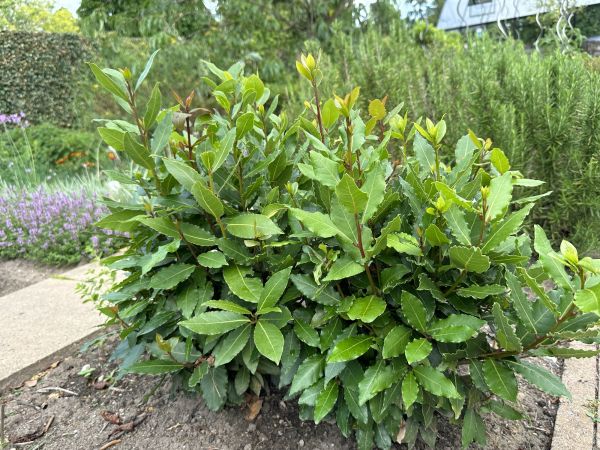Cost of Laurel Hedge Trimming in Midland