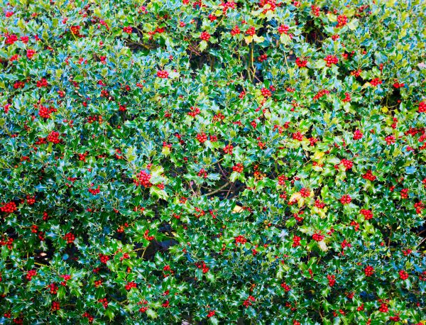 Cost of Holly Bush Removal in Midland