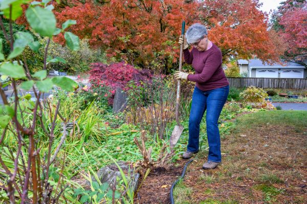Cost of Dead Bush Removal in Midland
