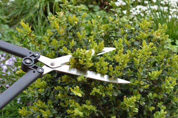 Cost of Boxwood Trimming in Midland