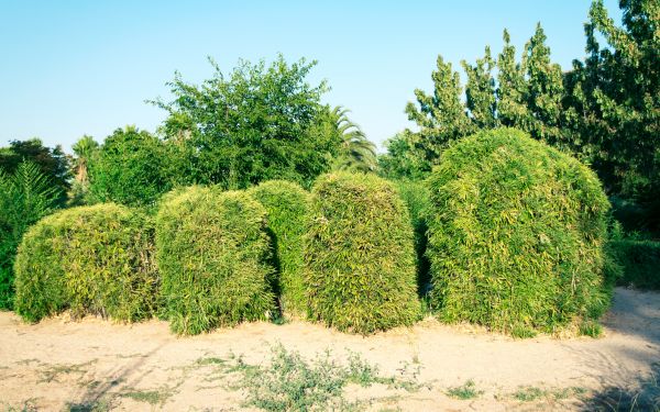 Cost of Bamboo Hedge Removal in Midland