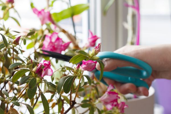 Cost of Azalea Pruning in Midland