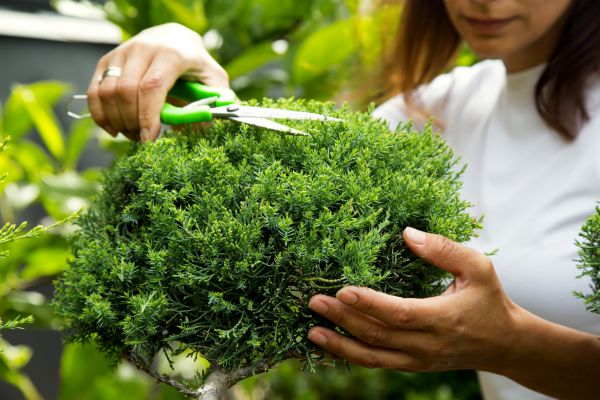 Cost of Juniper Shrub Pruning in Midland
