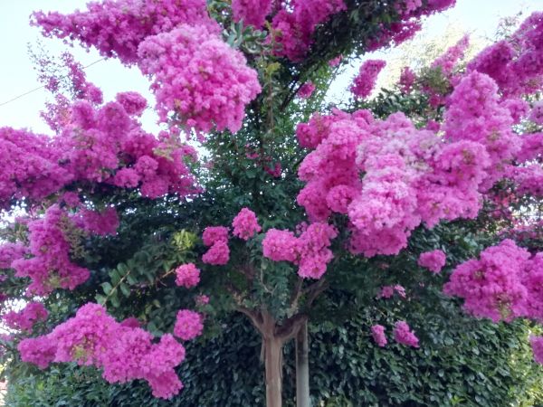 Cost of Crape Myrtle Pruning in Midland
