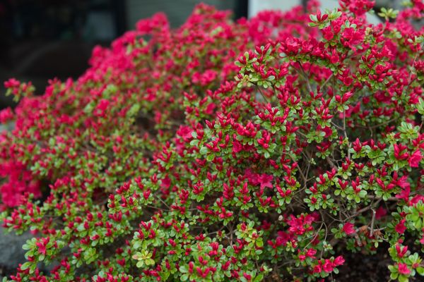 Cost of Weigela Removal Service in Midland